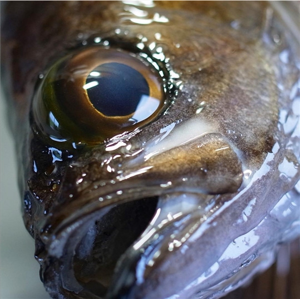 怎么保养动物标本