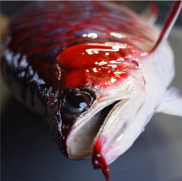 做动物标本应准备哪些材料？