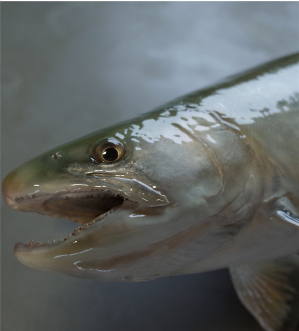 动物标本制作中如何科学防腐