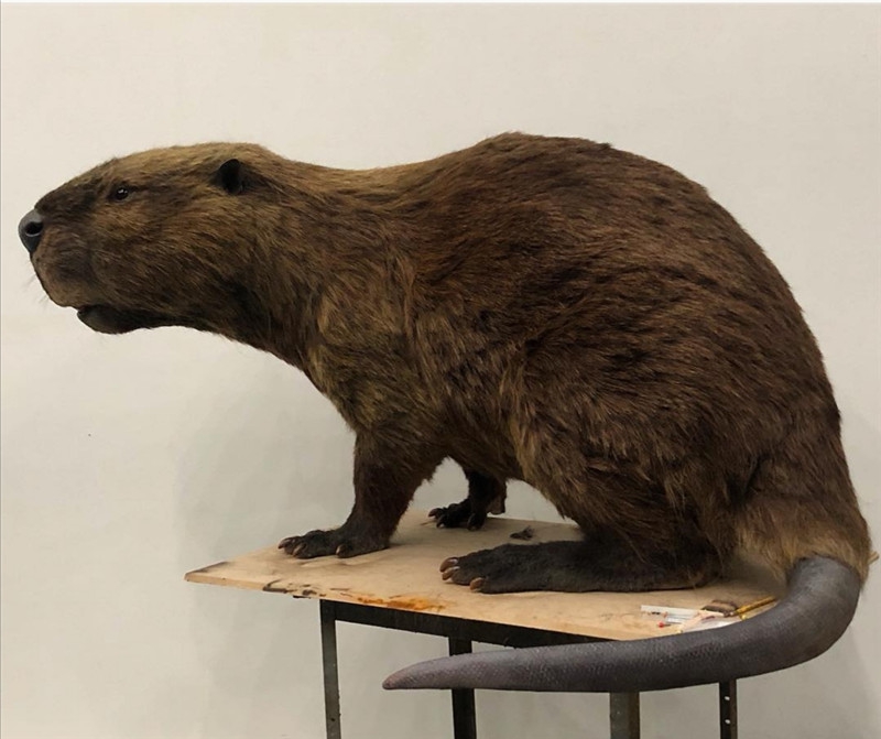 仿生仿真海狸鼠