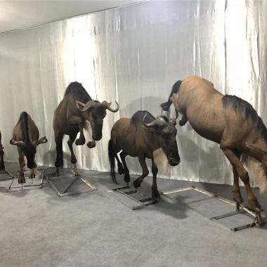 仿生仿真角马