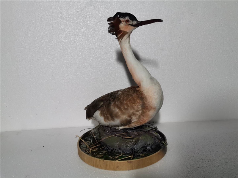 仿生仿真凤头??