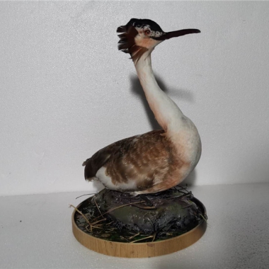 仿生仿真凤头??