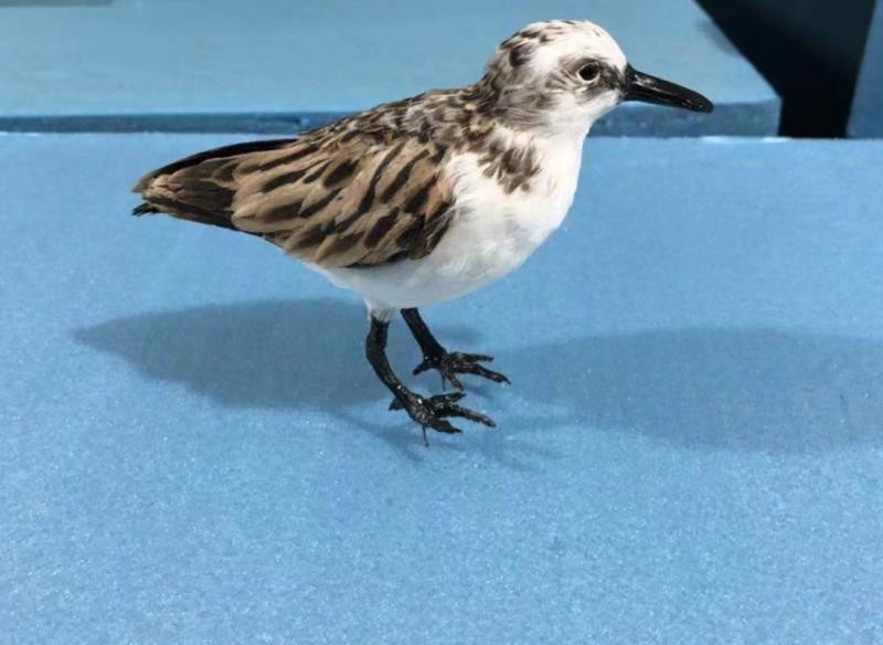 仿生仿真翻石鹬