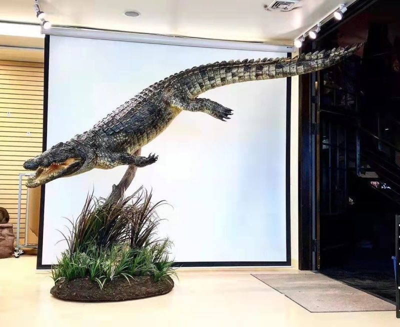 鳄鱼标本