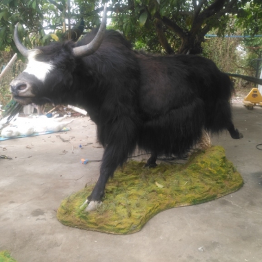 牦牛标本