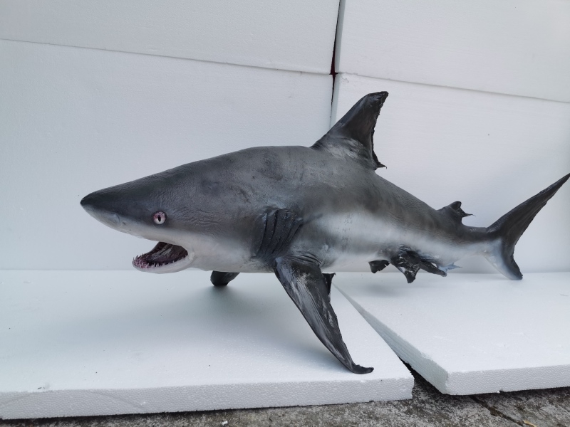 鲨鱼标本