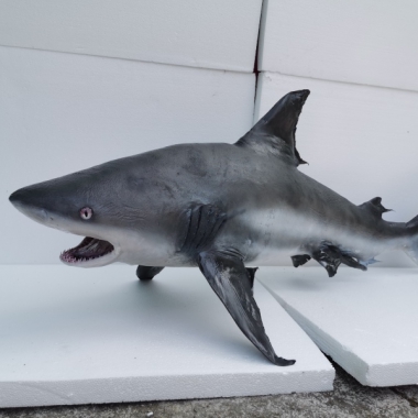 鲨鱼标本