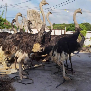 鸵鸟标本