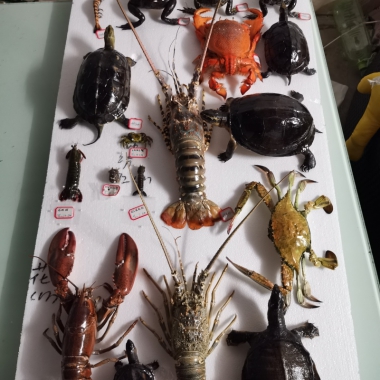 虾蟹标本