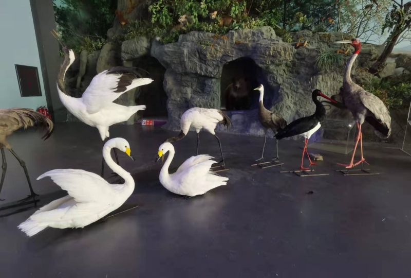 仿真大小天鹅